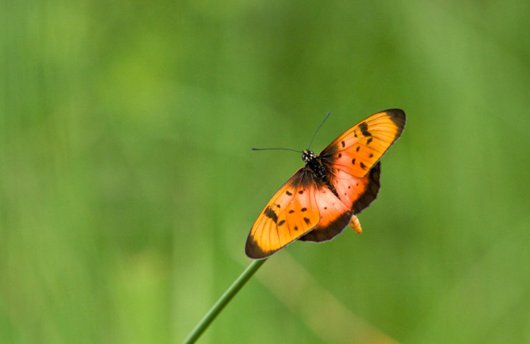 Butterfly orange