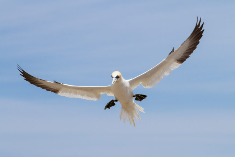 Northern gannet flight