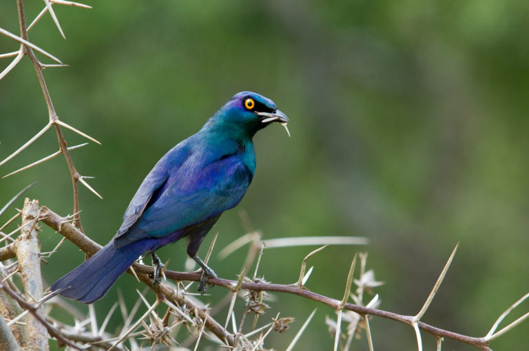 Glossy starling