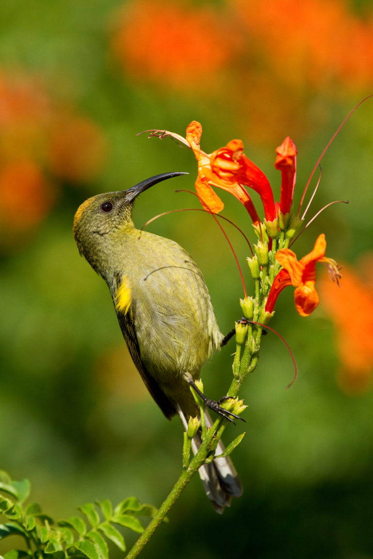 Eastern olive sunbird