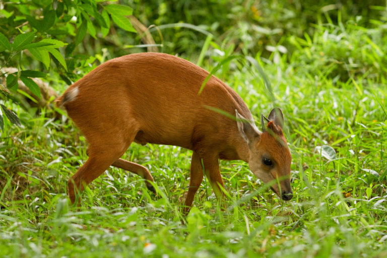 Antelope red duiker