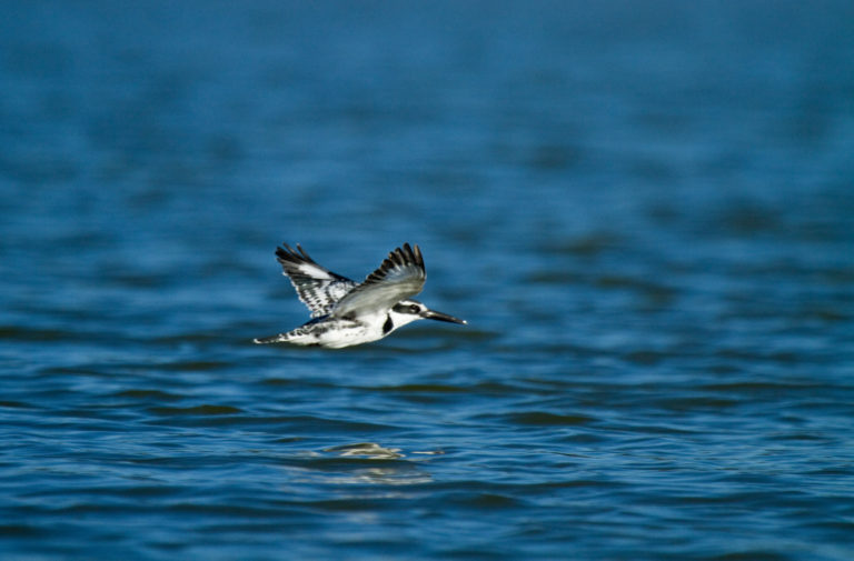 Pied Kingfisher