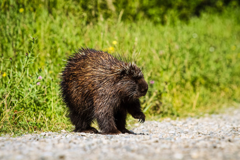 porcupine