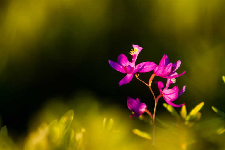 flower orchid purple