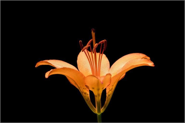 Orange lily flower