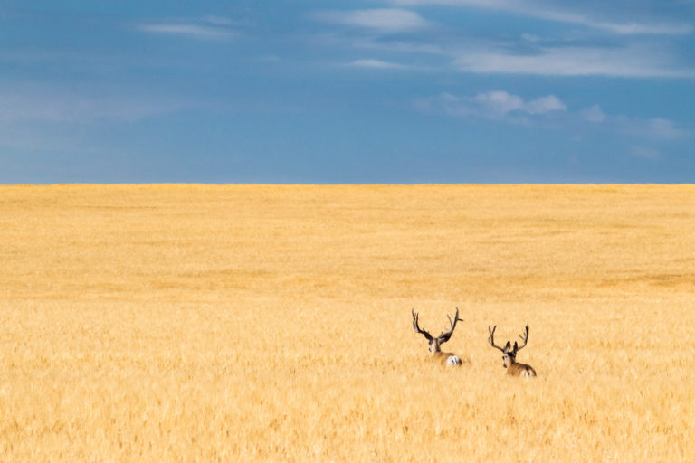 Mule deer field