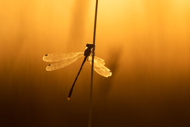 Damselfly