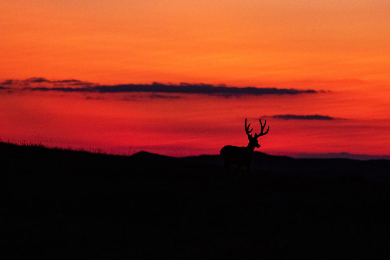 Mule deer sunset