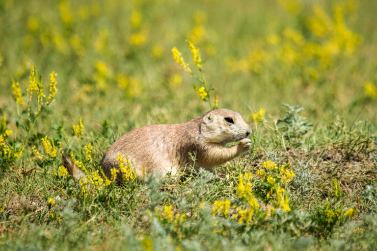 Black-tailed prairie dog