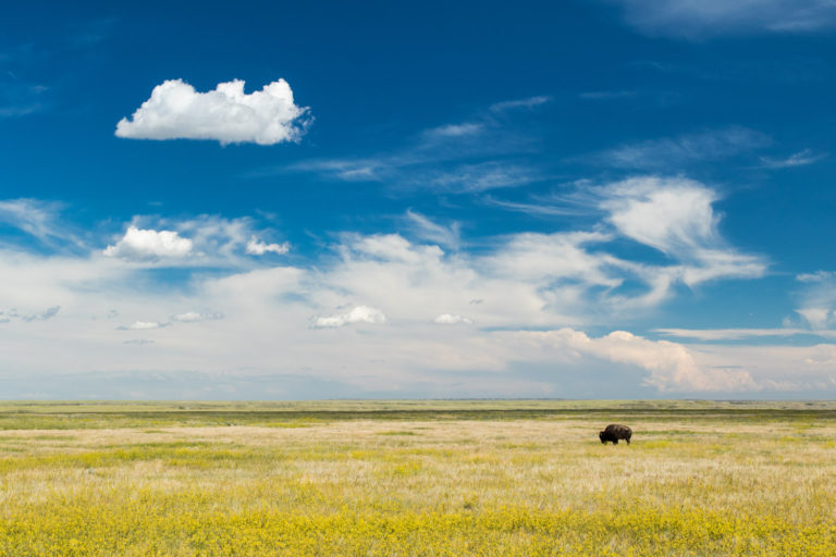 Bison grassland big sky