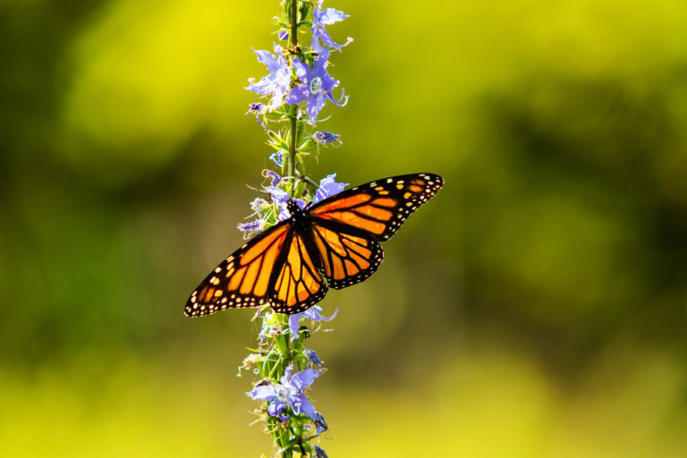 Monarch butterfly