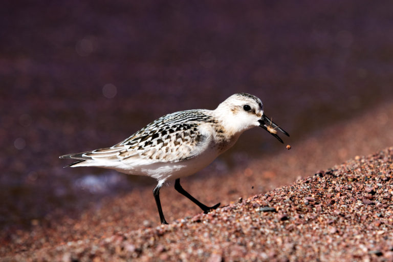 Sanderling