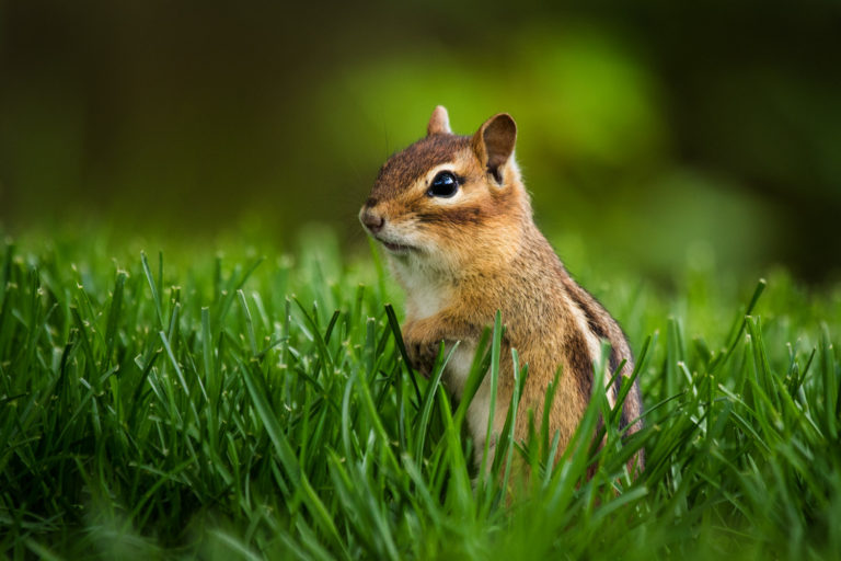 Eastern chipmunk