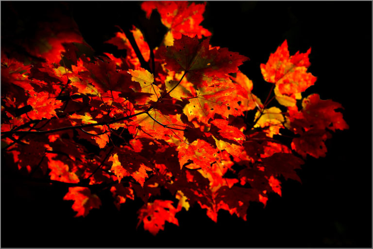 Maple leaves red