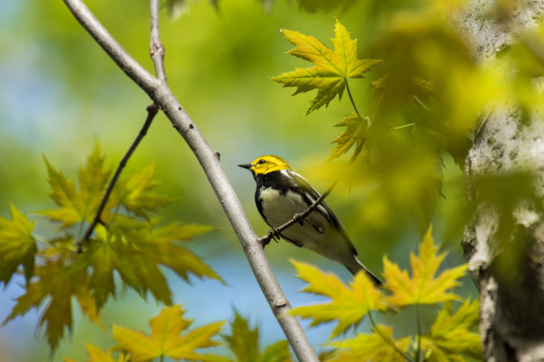 Black-throated Green Warbler