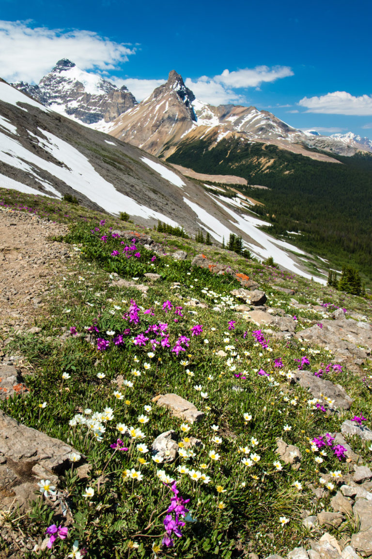 mountains wildflowers blue sky