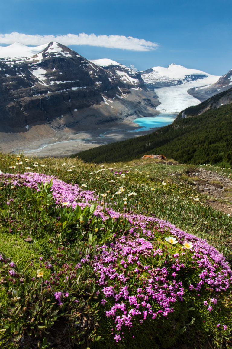 mountains glacier wildflowers