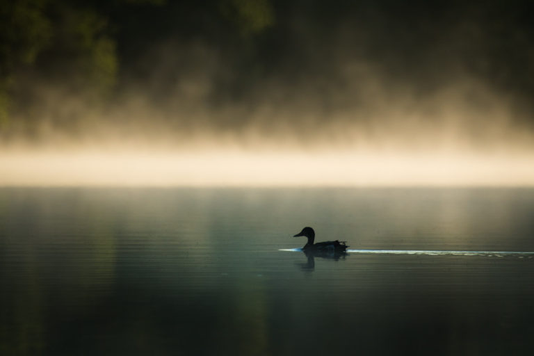 American mallard duck