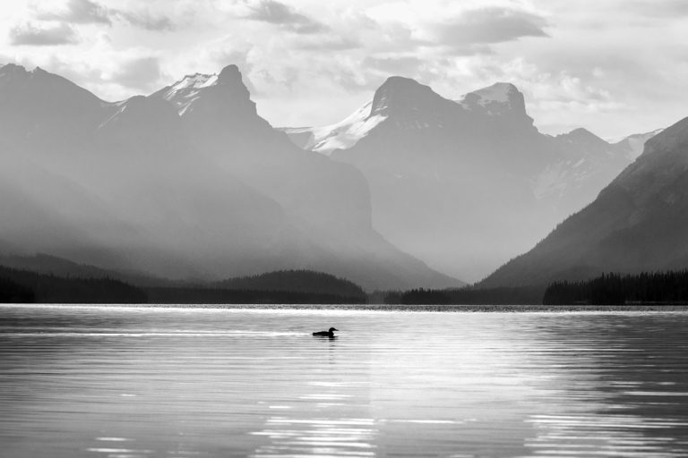 black and white loon mountains