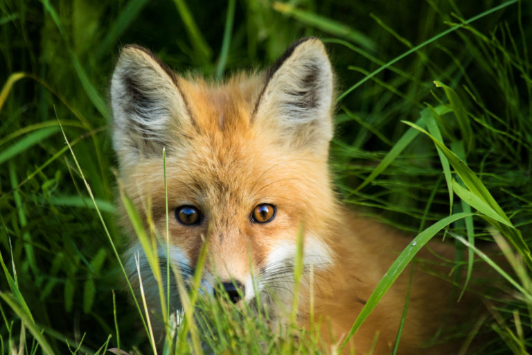 Fox pup