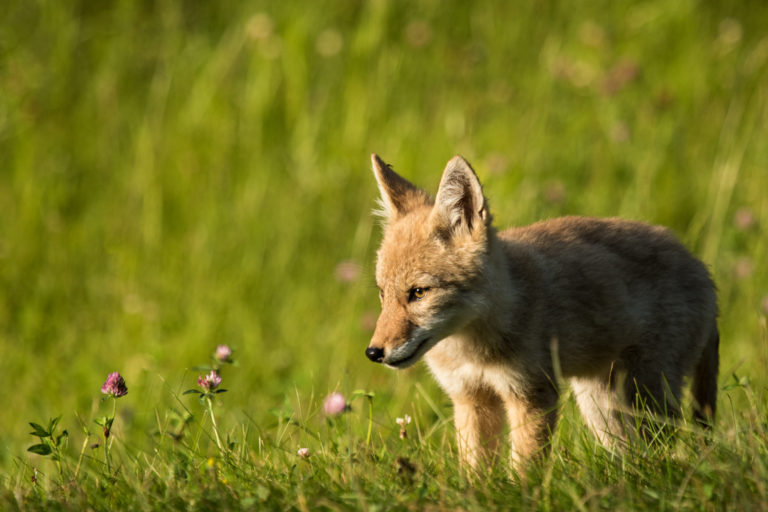 Coyote pup