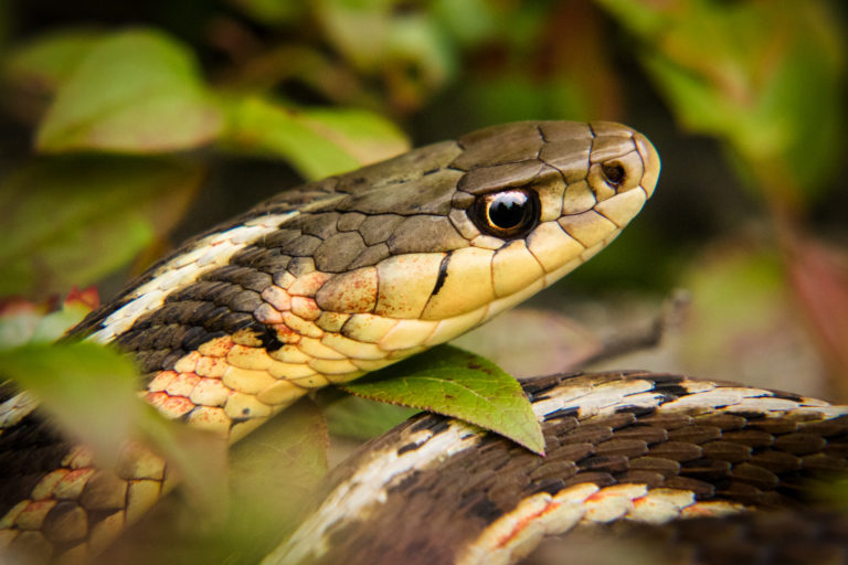 Garter snake