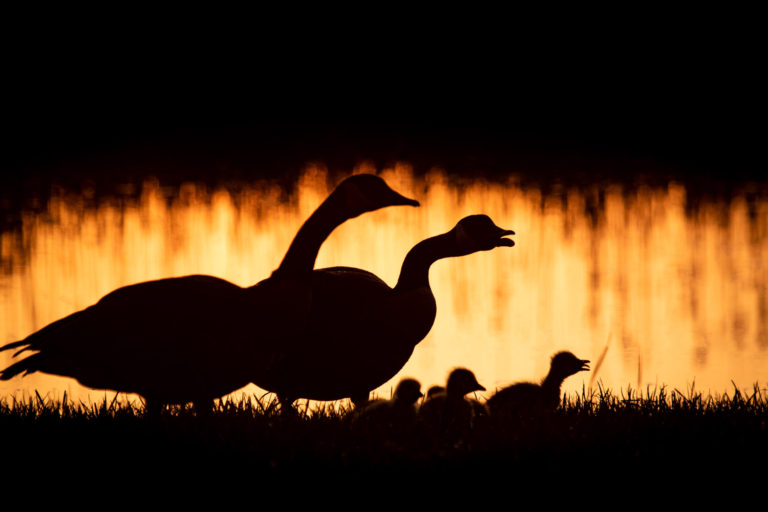 Canada goose family silhouette