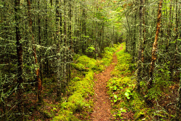 forest path green