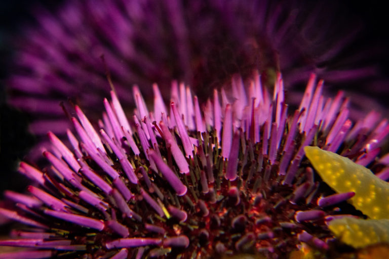 Sea urchin