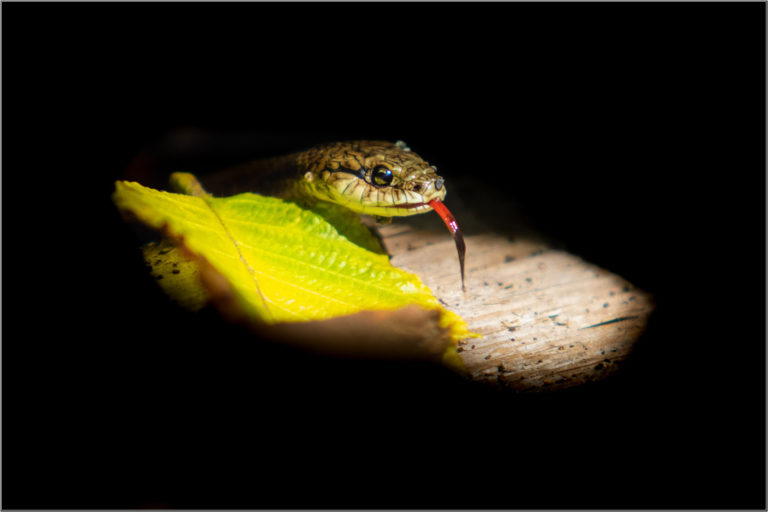 Snake leaf shadow