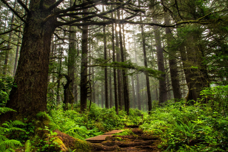 rainforest trees sun