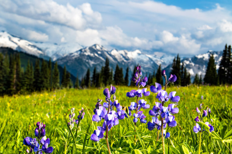 mountain wildflower clouds