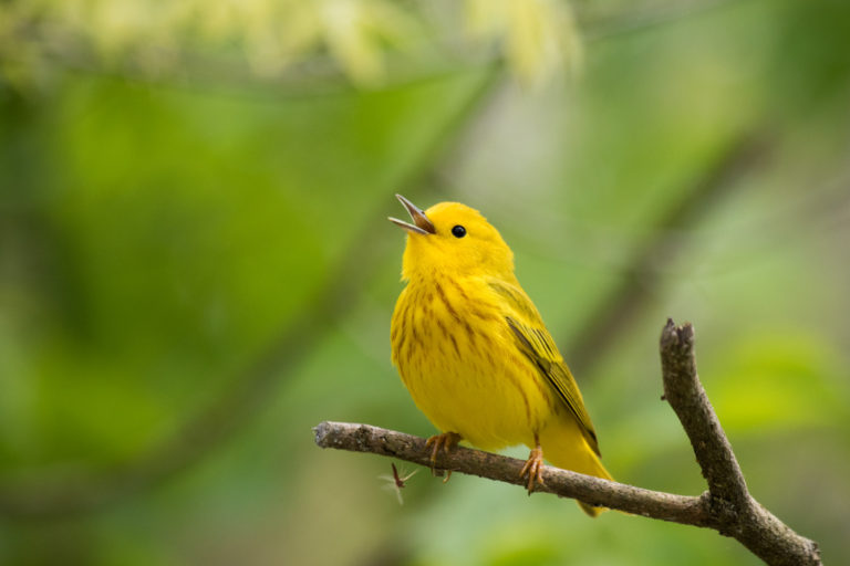 Yellow warbler singing