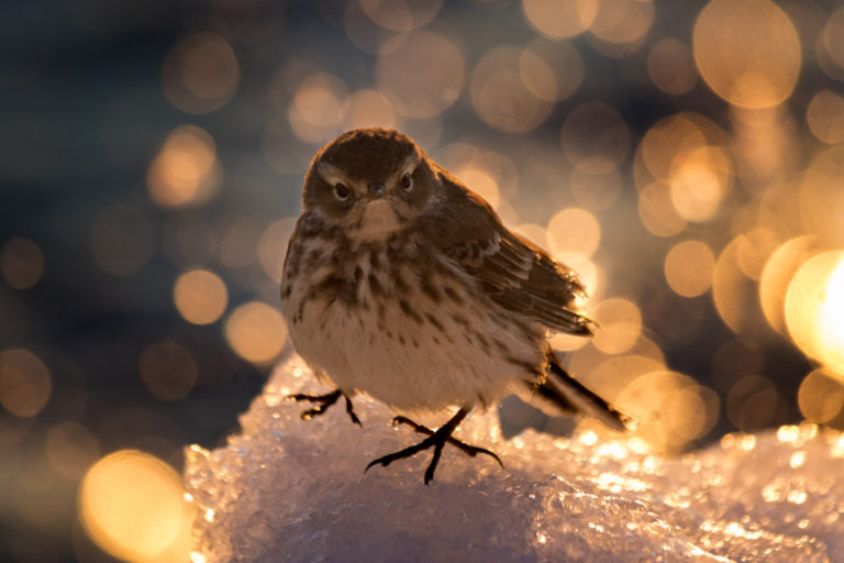 American Pipit