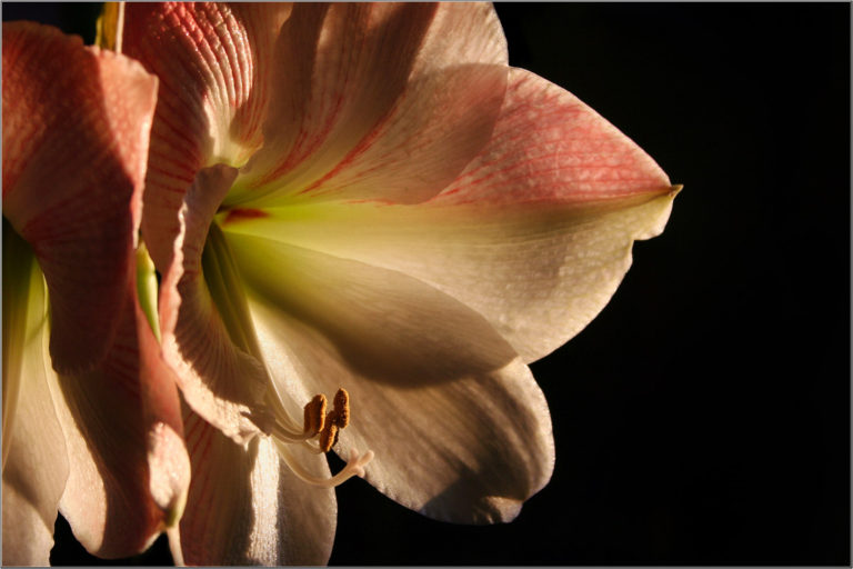 Amaryllis flower close-up