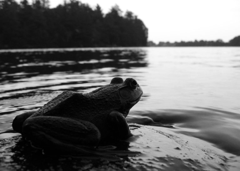 Black and white frog lake