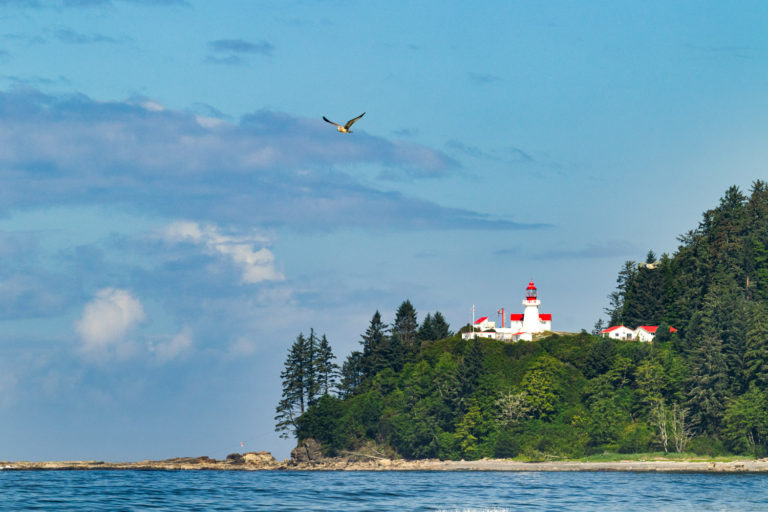 lighthouse bird blue sky