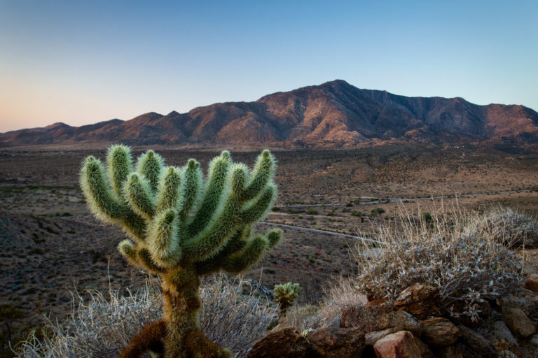 desert cactus mountains