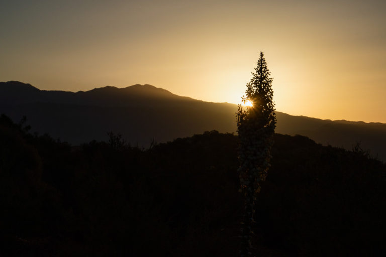 desert sunrise yucca mountains