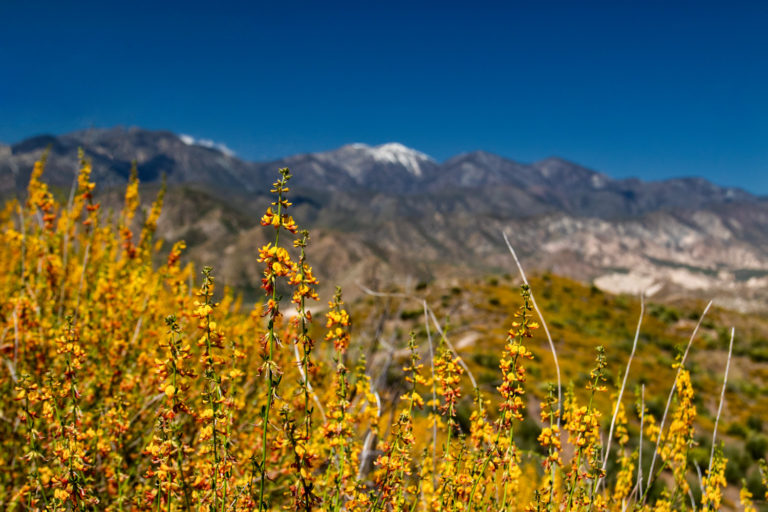 flowers mountains