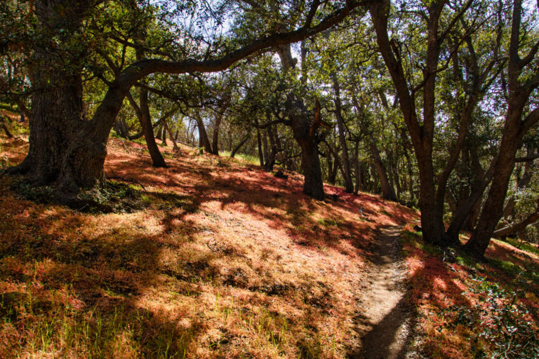 forest trail