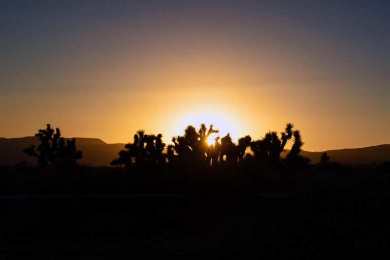 desert sunset joshua tree