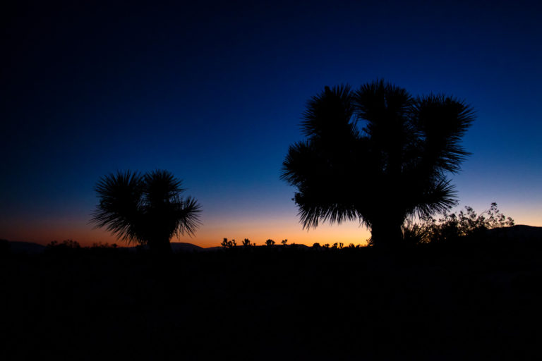 desert sunset joshua tree silhouette