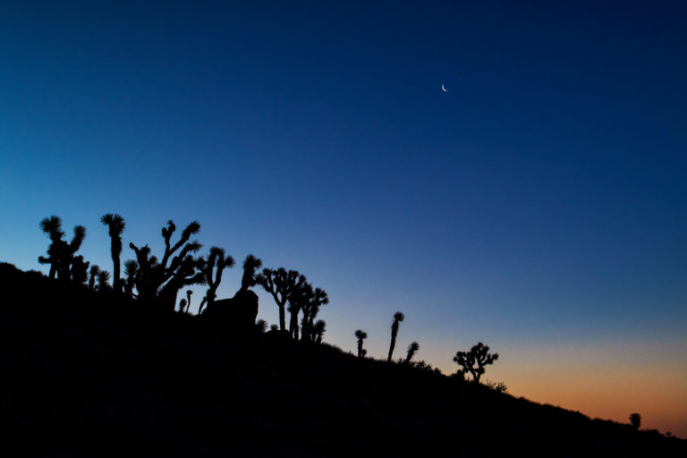 desert sunrise joshua tree silhouette moon