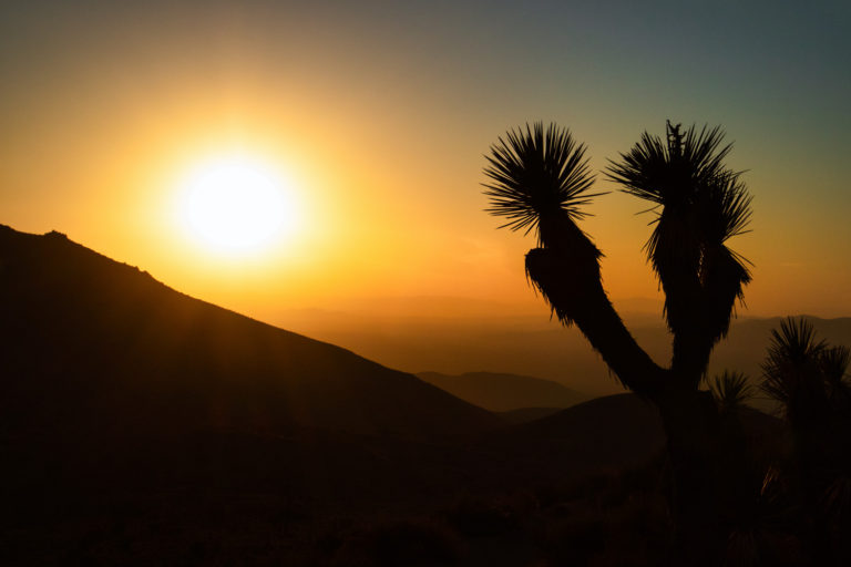 desert sunrise mountains joshua tree silhouette