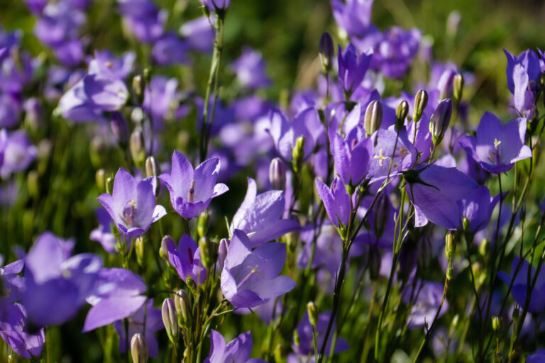 purple wildflowers