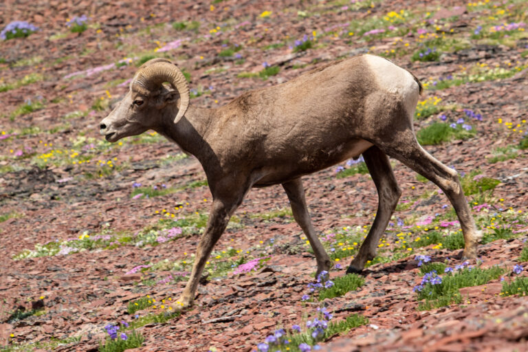 bighorn sheep