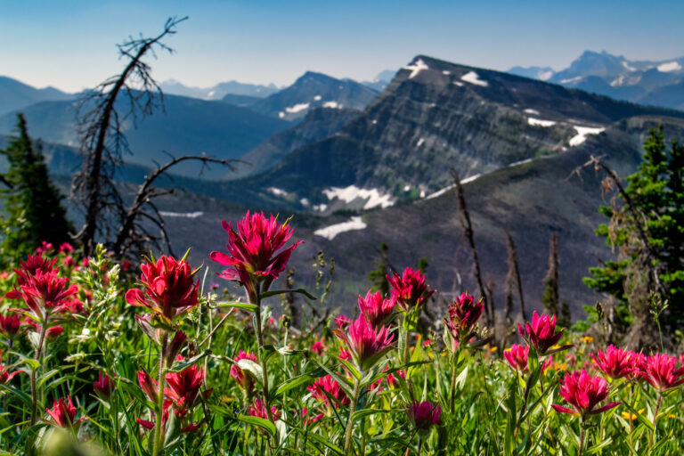 mountains wildflowers