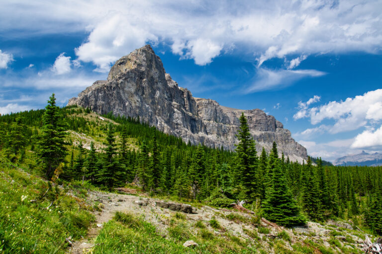 mountain forest