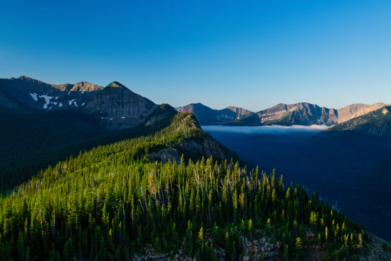 forest mountains